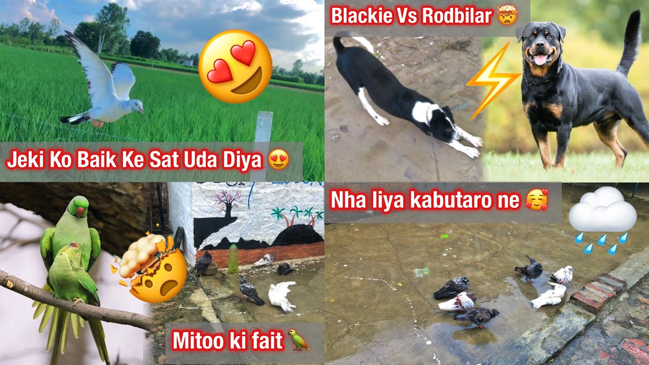 Jeki Ko Baik Ke Sat Uda Diya 😍🕊️Mitoo Ki Fait 🤯🦜