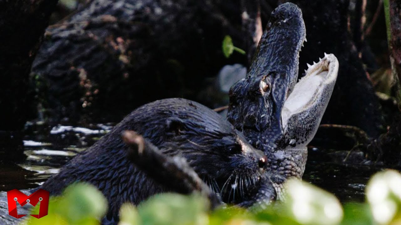 BUAYA, JAGUAR, MEREKA TAKUT DENGAN HEWAN INI!! Semua Di Lawan, Tidak