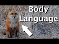 Fox behavior basics movement hunting sensory awareness