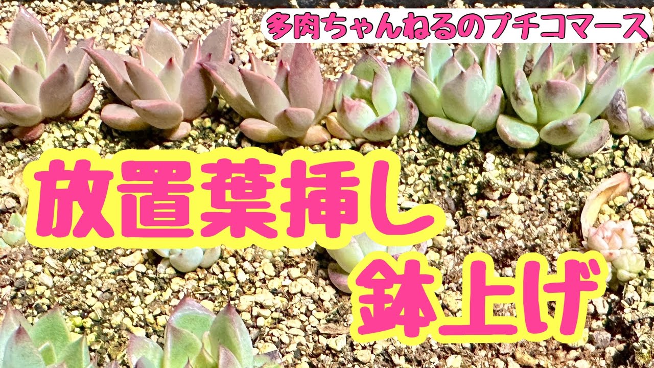 多肉植物】数ヶ月放置した葉挿し💦鉢上げ→ぶっこみまーすにする