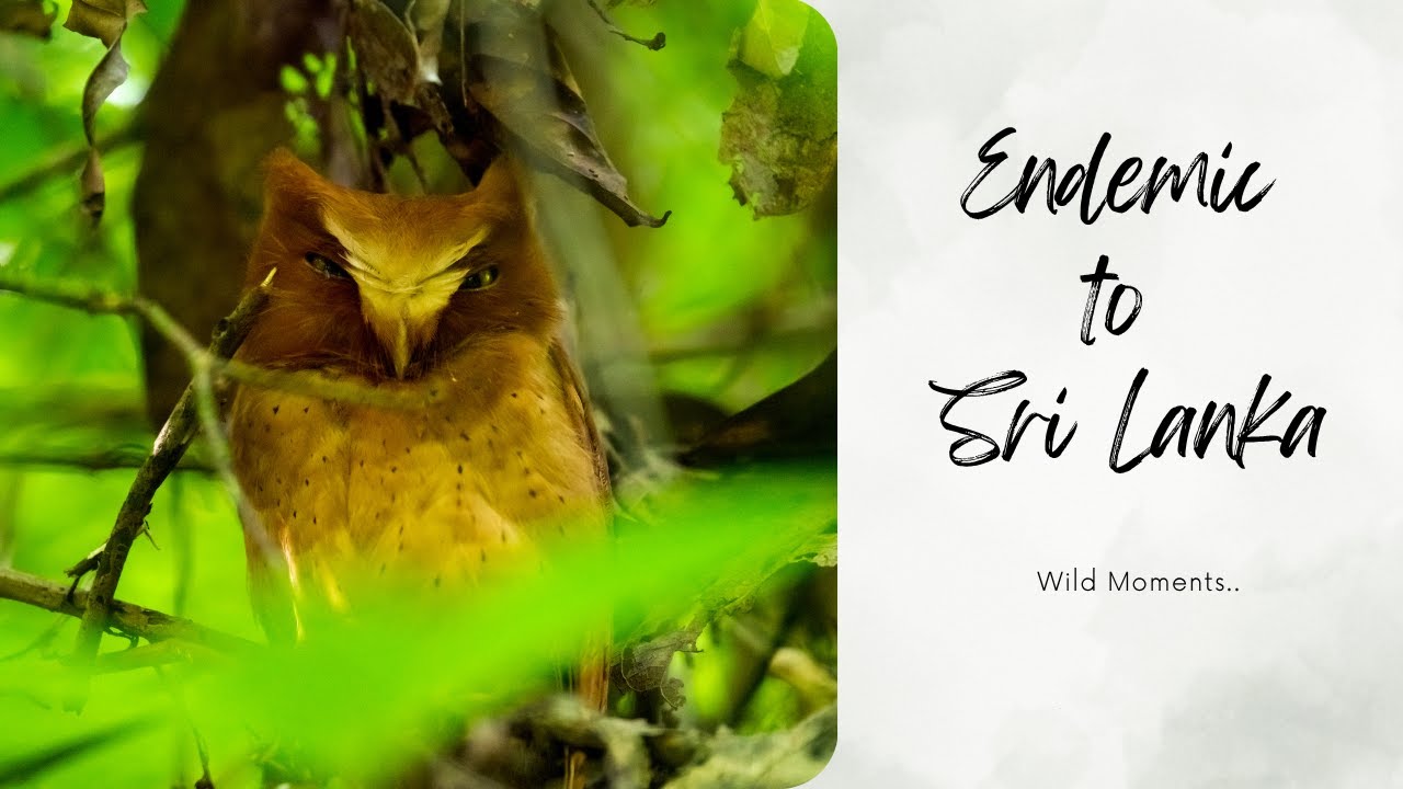 Endemic Wonders of Sinharaja | Sri Lanka’s Biodiversity Hotspot #sinharajarainforest #endemicspecies