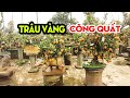 Quất Tứ Liên Độc Đáo Trâu Vàng Cõng Quất Vừa Xuất Hiện Đã Có Khách Đặt Mua #hnp