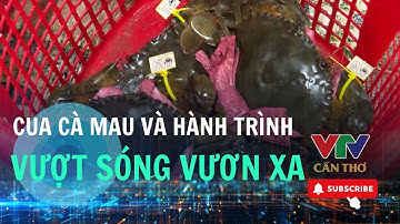 Tự hào cua Cà Mau – Niềm tin từ đất mũi  | VTV CẦN THƠ
