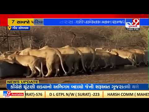 Pride of lions spotted drinking water from forest dept's artificial water points, Gir | TV9News