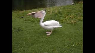 Pelican Eats Pigeon With Music