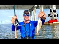 Bridge Fishing Live CROAKERS! INSANE Ending!! **Catch, Clean, & Cook**