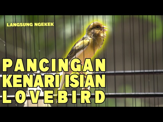 MASTERAN KENARI ISIAN LOVEBIRD class=