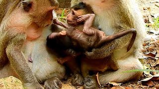 Newborn monkey Charlee Angry baby Lola & Mom  Leyla Disturb her Milk