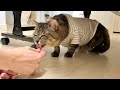 お迎えした保護猫と夫の初対面の様子がこちらです…