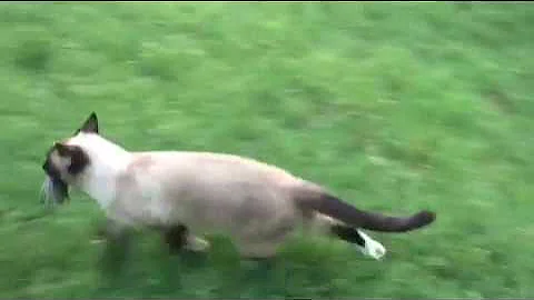 Watch the video about Nature is Metal