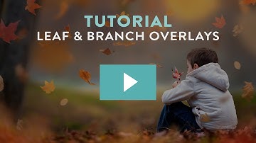 How to Add Leaves and Branches in Photoshop