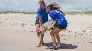 Triple Sea Turtle Release on East Coast of Florida