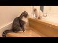 階段が怖くて降りられない子猫を見た兄猫がこうなりました…