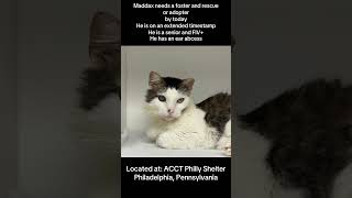 Maddax needs a #foster and #rescue by today. Info and pledge form in comments. #cat #philly