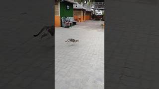 Cat Jumping In Hero Songs Cat Lover Shorts