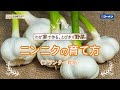 ニンニクの育て方【プランター栽培】コーナン