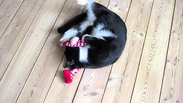 Hugtand Loves His Catnip Sock