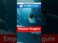 How Do Emperor Penguins Survive 1800 Feet Below Ice?