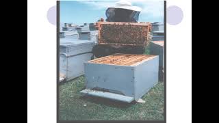 19-Aricilik - Tekni̇k Aricilik Ve Mevsimsel Bakım