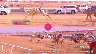 ش12 سباق المفاريد (عام) مهرجان ولي العهد بالمملكة العربية السعودية 10-8-2021ص