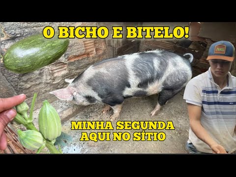 EU FICO PEQUENO PERDO DELE🐷✅