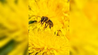 Photographing Bees In Flight