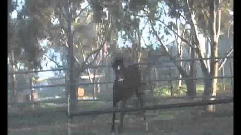 Ponderosa Stud Donna-meyer