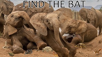 can you find the all hidden animals| new game challenges | new brain game 2023 | AR Entertainment.