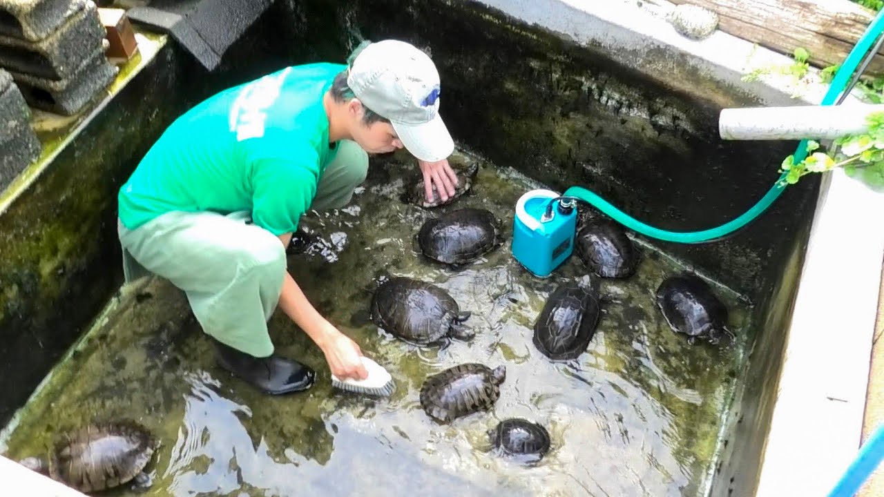 池の水ぜんぶ抜く 庭にあるカメ池の水を全部抜いて掃除します Youtube