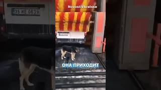 Самая СООБРАЗИТЕЛЬНАЯ собака в мире #новости #новостимира #события