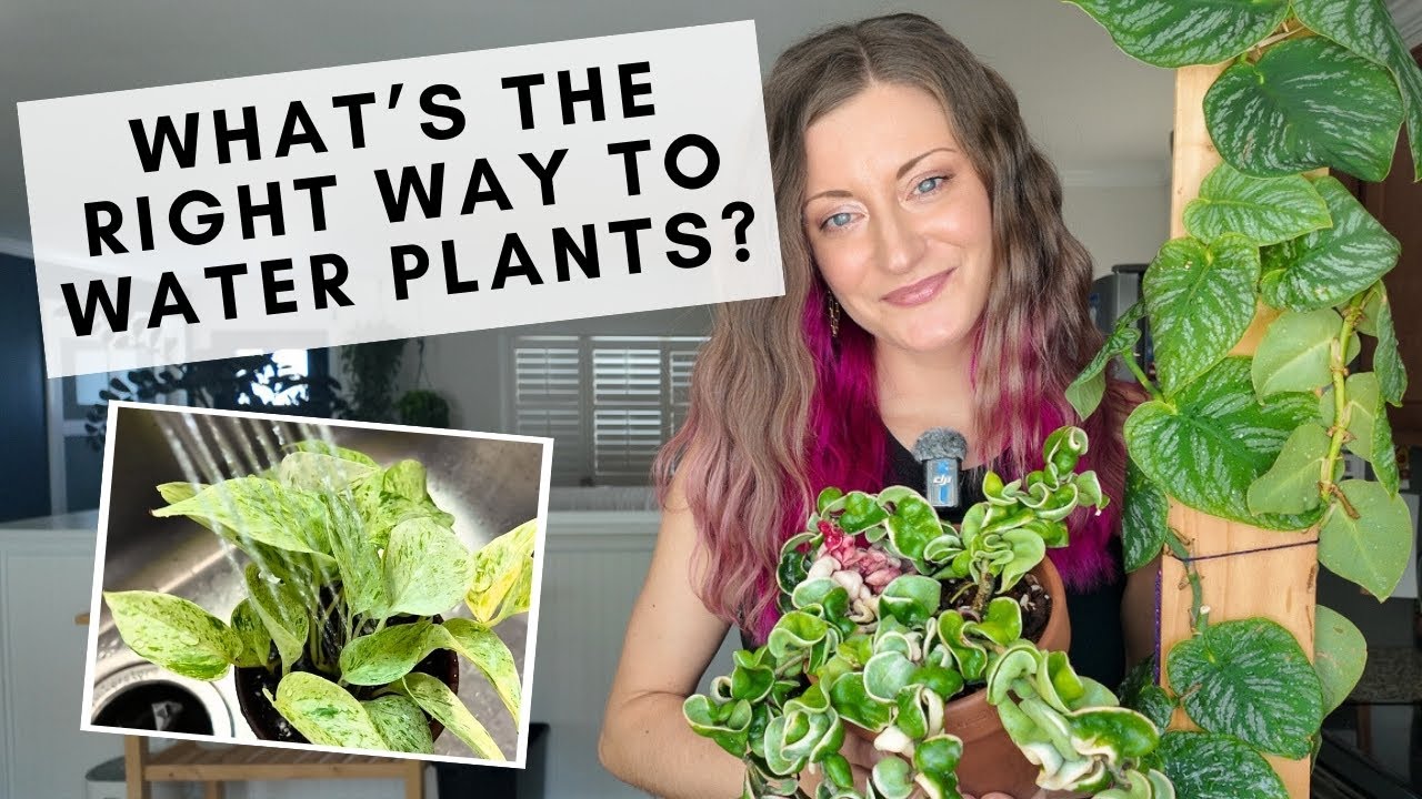 How to water indoor plants correctly...don't make this mistake!