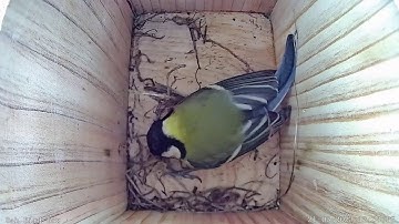 Great tit 17 days of nest building (timelapse)