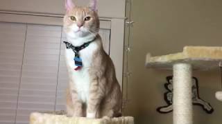 Armarkat Cat Tree Review
