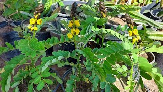 زراعة شجرة اكاسيا الشمعدان من البذور او سنا الاتا ,Senna alata