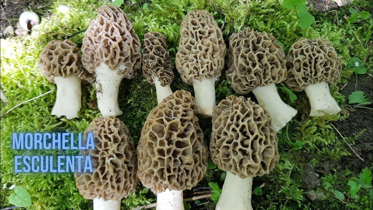 Morchella Esculenta Speisemorcheln im Auwald Anfang Mai YouTube