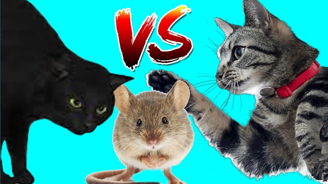 Коты против мышей. Кошки vs мышки. Кот vs мышь. Кот против мышки.