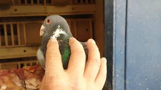 Голуби уникальной породы / Pigeons of a unigue breed