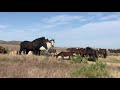 A Stallion Forgives ~ Love Wild Horses!