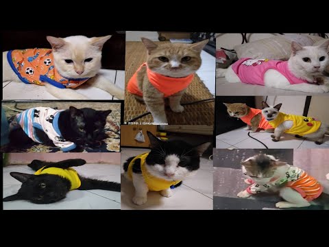 Video: Jungle (bog) Cat: Paglalarawan Ng Hitsura, Karakter, Lifestyle, Larawan Ng Pusa