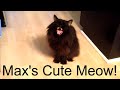 Max has a CUTE Meow
