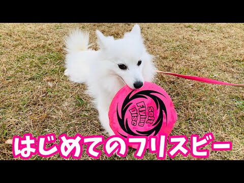 フリスビー犬になれるかな？はじめてフライングディスクで遊ぶ日本スピッツちぃ。