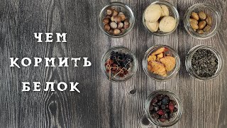 Чем кормить белок  в парке