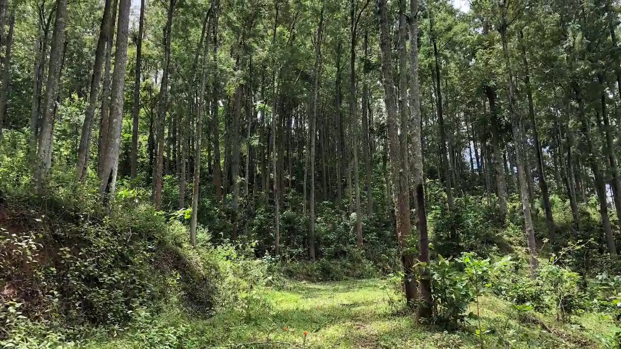 2000 ACRES COFFEE AND CARDAMOM ESTATE FOR SALE - GENUINE BUYERS CONTACT 9443286867 - BROKERS EXCUSE