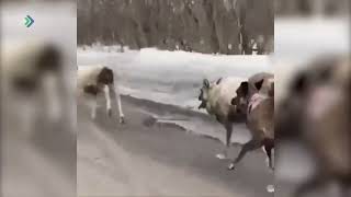 На Севере Коми На Одной Из Трасс Водители Засняли Тройку Одиноко Бегущих Оленей