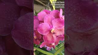Таиланд. Орхидеи с семейной фермы / Orchids from a family farm.