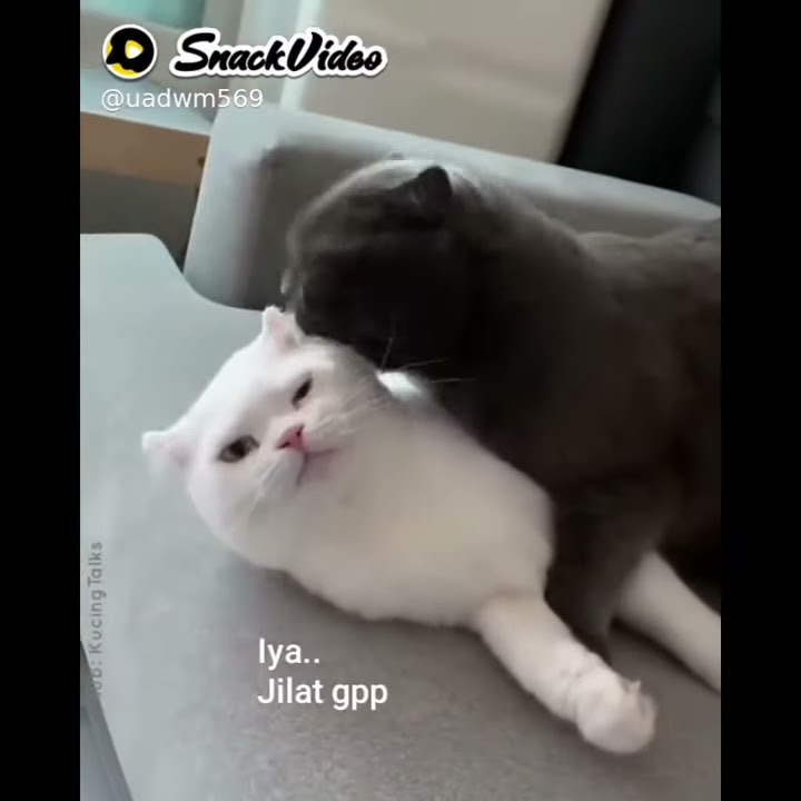 Snack video status wa lucu terbaru