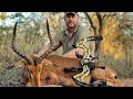 Bowhunting impala ram may 2023