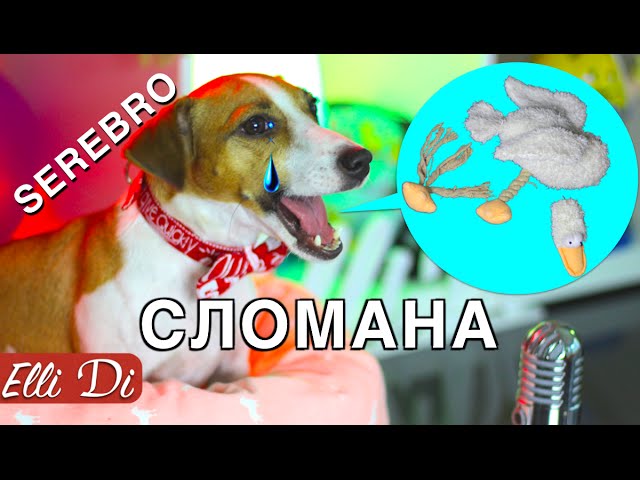 сломанная собака сломанная собака