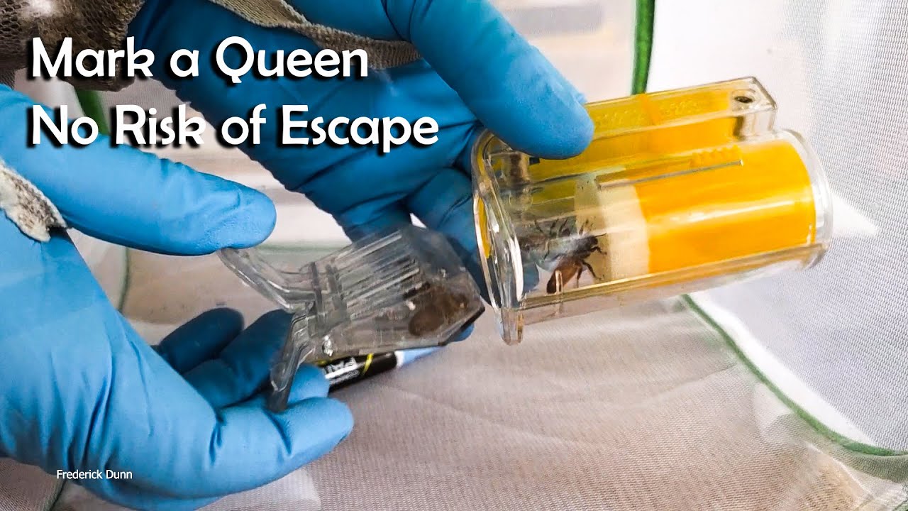 September Swarm Marking a Queen occupying a queenless hive.