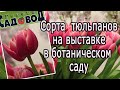 Сорта тюльпанов на выставке в ботаническом саду